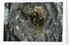 Vespa crabro (european hornet) - nest entrance in a tree trunk by Anonymous