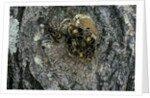 Vespa crabro (european hornet) - nest entrance in a tree trunk by Anonymous