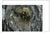 Vespa crabro (european hornet) - nest entrance in a tree trunk by Anonymous