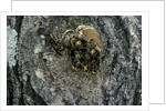 Vespa crabro (european hornet) - nest entrance in a tree trunk by Anonymous
