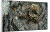 Vespa crabro (european hornet) - nest entrance in a tree trunk by Anonymous