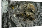 Vespa crabro (european hornet) - nest entrance in a tree trunk by Anonymous