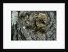Vespa crabro (european hornet) - nest entrance in a tree trunk by Anonymous