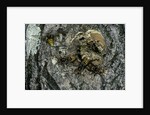 Vespa crabro (european hornet) - nest entrance in a tree trunk by Anonymous