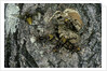 Vespa crabro (european hornet) - nest entrance in a tree trunk by Anonymous