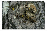Vespa crabro (european hornet) - nest entrance in a tree trunk by Anonymous