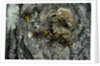 Vespa crabro (european hornet) - nest entrance in a tree trunk by Anonymous