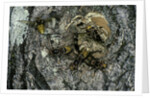 Vespa crabro (european hornet) - nest entrance in a tree trunk by Anonymous