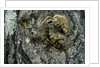 Vespa crabro (european hornet) - nest entrance in a tree trunk by Anonymous