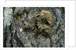 Vespa crabro (european hornet) - nest entrance in a tree trunk by Anonymous