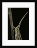 Xenotruxalis fenestrata (short-horned grasshopper) - portrait by Anonymous