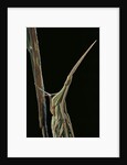 Xenotruxalis fenestrata (short-horned grasshopper) - portrait by Anonymous