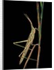 Xenotruxalis fenestrata (short-horned grasshopper) by Anonymous