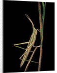 Xenotruxalis fenestrata (short-horned grasshopper) by Anonymous