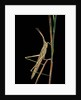 Xenotruxalis fenestrata (short-horned grasshopper) by Anonymous