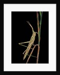 Xenotruxalis fenestrata (short-horned grasshopper) by Anonymous