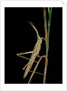 Xenotruxalis fenestrata (short-horned grasshopper) by Anonymous