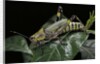 Zonocerus variegatus (elegant grasshopper, gaudy grasshopper, variegated grasshopper) by Anonymous