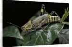 Zonocerus variegatus (elegant grasshopper, gaudy grasshopper, variegated grasshopper) by Anonymous