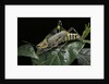 Zonocerus variegatus (elegant grasshopper, gaudy grasshopper, variegated grasshopper) by Anonymous