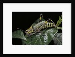 Zonocerus variegatus (elegant grasshopper, gaudy grasshopper, variegated grasshopper) by Anonymous