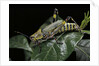 Zonocerus variegatus (elegant grasshopper, gaudy grasshopper, variegated grasshopper) by Anonymous