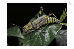 Zonocerus variegatus (elegant grasshopper, gaudy grasshopper, variegated grasshopper) by Anonymous