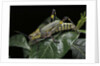 Zonocerus variegatus (elegant grasshopper, gaudy grasshopper, variegated grasshopper) by Anonymous