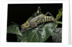 Zonocerus variegatus (elegant grasshopper, gaudy grasshopper, variegated grasshopper) by Anonymous