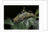 Zonocerus variegatus (elegant grasshopper, gaudy grasshopper, variegated grasshopper) by Anonymous