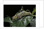 Zonocerus variegatus (elegant grasshopper, gaudy grasshopper, variegated grasshopper) by Anonymous
