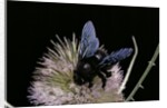 Xylocopa violacea (violet carpenter bee) by Anonymous