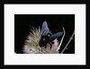Xylocopa violacea (violet carpenter bee) by Anonymous
