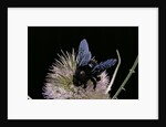 Xylocopa violacea (violet carpenter bee) by Anonymous