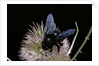 Xylocopa violacea (violet carpenter bee) by Anonymous