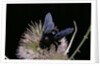 Xylocopa violacea (violet carpenter bee) by Anonymous