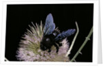 Xylocopa violacea (violet carpenter bee) by Anonymous