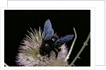 Xylocopa violacea (violet carpenter bee) by Anonymous