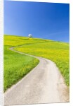 Cherry tree by a country road by Anonymous