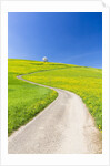 Cherry tree by a country road by Anonymous