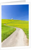Cherry tree by a country road by Anonymous