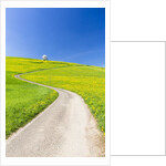 Cherry tree by a country road by Anonymous