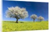 Blooming cherry trees on a meadow by Corbis