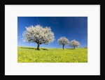 Blooming cherry trees on a meadow by Corbis