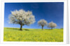 Blooming cherry trees on a meadow by Corbis