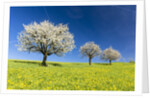 Blooming cherry trees on a meadow by Corbis