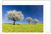 Blooming cherry trees on a meadow by Corbis