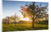 Cherry orchard in bloom by Anonymous