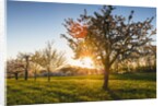 Cherry orchard in bloom by Anonymous