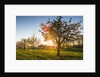 Cherry orchard in bloom by Anonymous